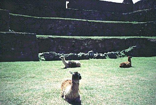 llamas.jpg (71988 bytes)