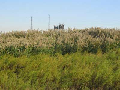 weeds_love_the_meadowlands