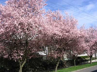 lots_of_tree_lined_streets