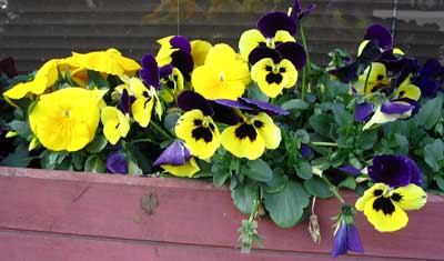 my_grandma_used_to_grow_pansies