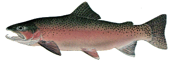 steelhead